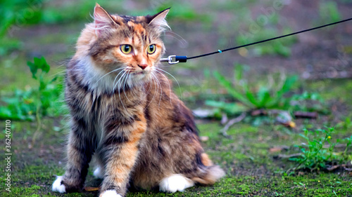 Wallpaper Mural Cat on the ground Torontodigital.ca