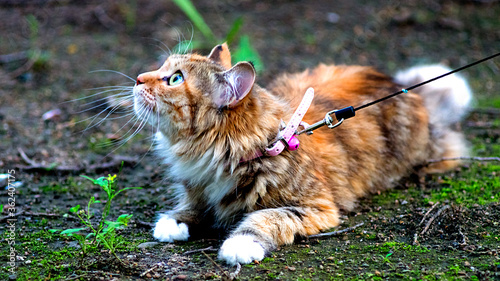 Wallpaper Mural Cat on the ground Torontodigital.ca