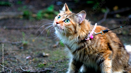 Wallpaper Mural Cat on the ground Torontodigital.ca