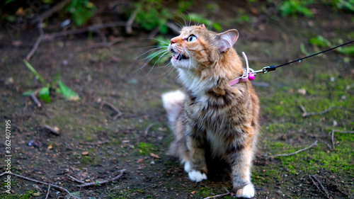 Wallpaper Mural Cat on the ground Torontodigital.ca