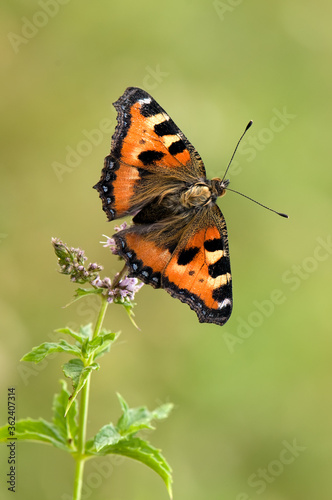 Butterfly Aglais urticae sit on a forest clover flower on a summer morning