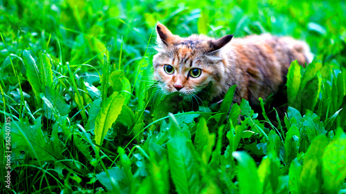 Wallpaper Mural Cat on the ground Torontodigital.ca