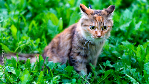 Wallpaper Mural Cat on the ground Torontodigital.ca