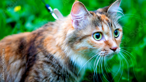 Wallpaper Mural Cat on the ground Torontodigital.ca