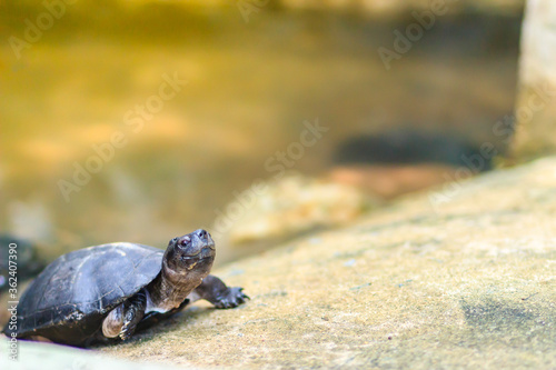 Cute black marsh turtle (Siebenrockiella crassicollis) also known as black marsh turtle, smiling terrapin, and Siamese temple turtle is a freshwater turtle endemic to Southeast Asia.