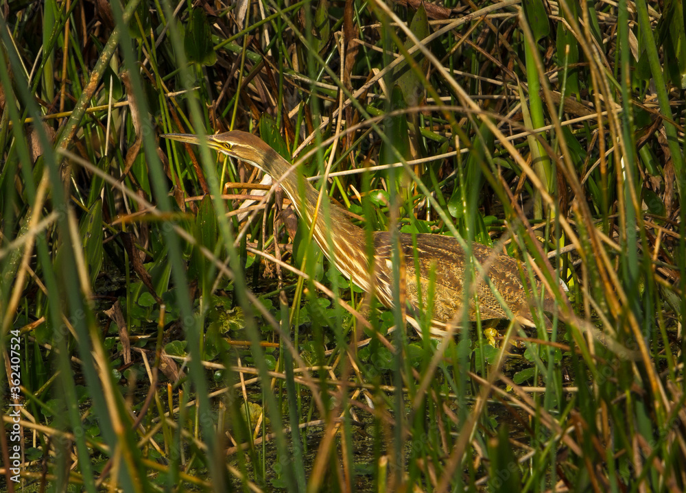 An American bittern.  The American bittern (Botaurus lentiginosus) is a species of wading bird in the heron family of the Pelican order of bird.