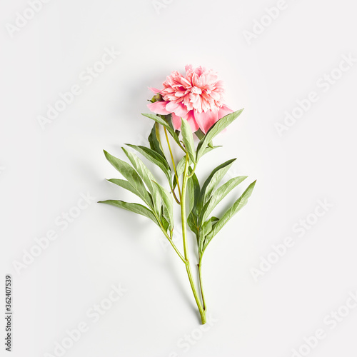 minimalistic floral concept. pink peony on a white background. square frame, flat layout