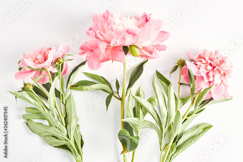 beautiful pink peony flowers close-up on a white background. flat lay, top view