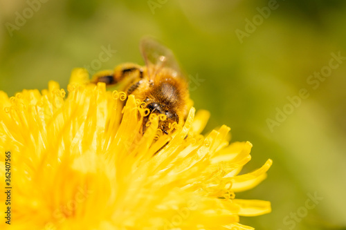 wild bee collecting nectar from a yellow dandelion flower