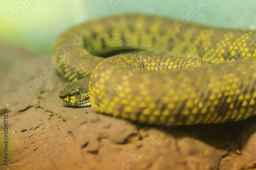 The Shore pit viper, Mangrove pit viper, or Mangrove viper (Trimeresurus purpureomaculatus) is venomous snake that is highly toxic when approaching, shaking its tail, threatening and biting quickly. photo
