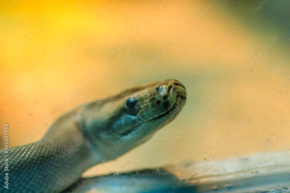 Cute Green Burmese Python in the forest. The Burmese python (Python ...