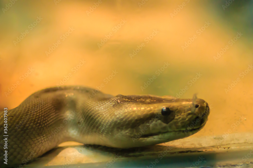 Foto de Cute Green Burmese Python in the forest. The Burmese python ...