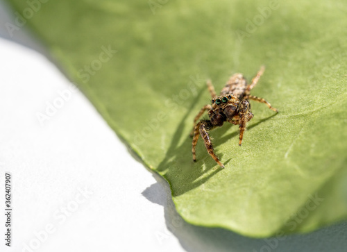 Jumping Spider (Marpissa Muscosa) on a plant leaf in germany