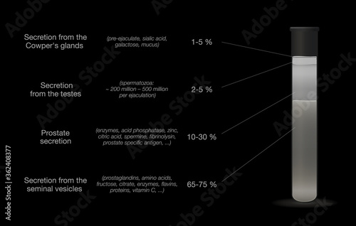 Sperm sample in a test tube. Components of semen. Medical chart with percentage of secretions from testes, prostate, seminal vesicles and cowpers glands. Vector on black.
 photo