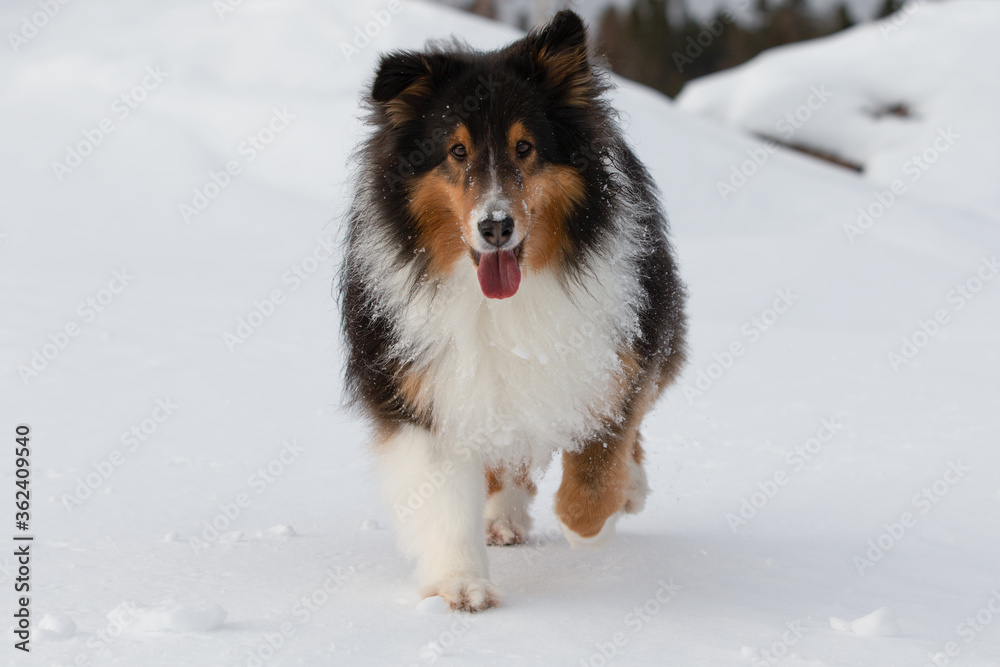 Shetland Sheepdog walking in the white snow with tongue out
