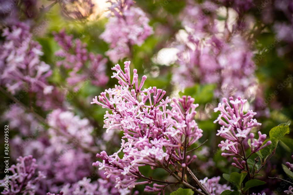 lilac flowers in the garden lilac flowers in the garden