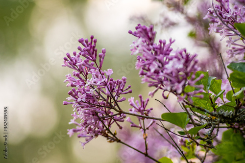 lilac flowers in spring on abstract background
