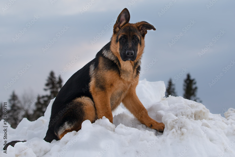 German shepherd sitting in white snow