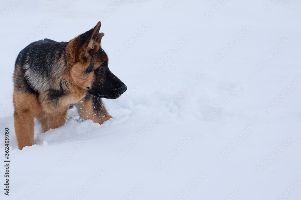 German shepherd standing in deep white snow German shepherd standing in deep white snow