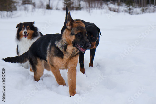 German shepherd rottweiler and shetland sheepdog running in the white snow