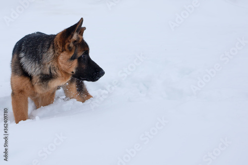 German shepherd standing in deep white snow © Ashley