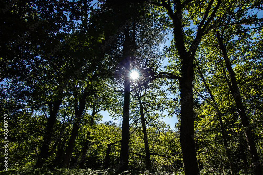 Obraz premium Naturaleza por el Parque de Gorbea, Araba Alava