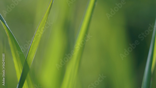 natural background of green grass
