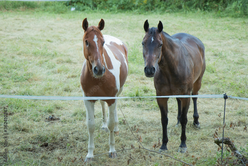 Fototapeta premium Naturaleza por el Parque de Gorbea, Araba Alava