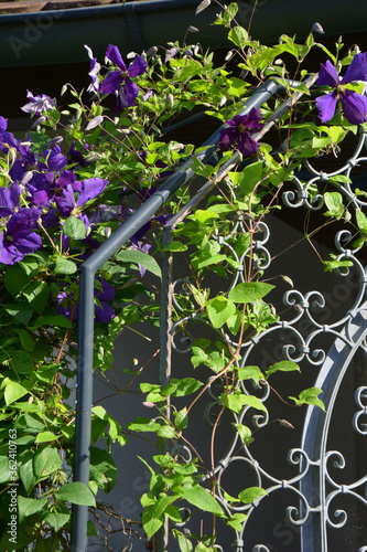 blue clematis grown up on the metal fence decorative garden theme photo