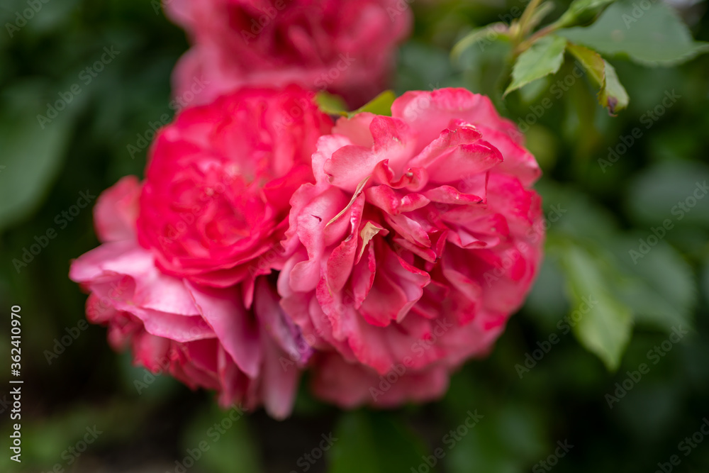 pink flower macro photo on a background of greenery