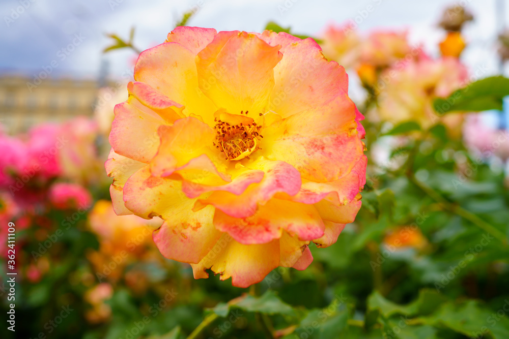Obraz premium photo rose orange with pink on a blurred background. petals in focus