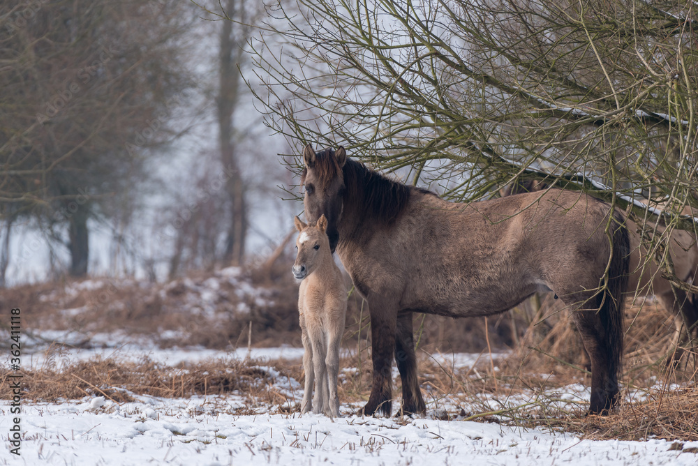 horse with foal in  the snow in winter in Zeeland the Netherlands