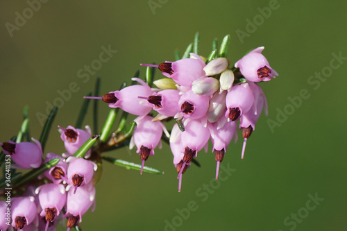 Fotografie Winter heath, Winter Flowering Heather or Spring heath (Erica carnea) flowering in the end of the winter