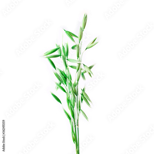 Green oat ears isolated on a white background.