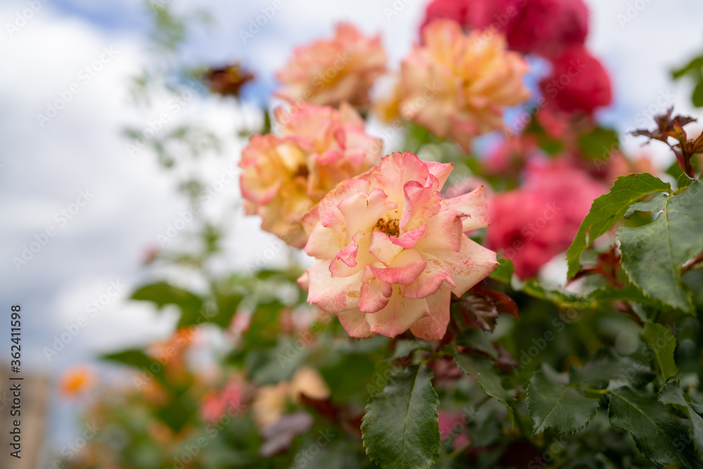 pink rose flowers macro photo on blurred background