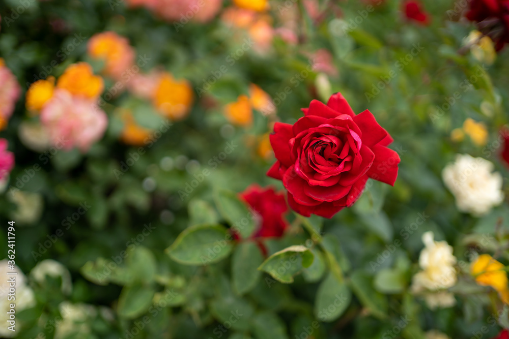 red rose flower. against the background of rose bushes. macro photo on blurry background red rose flower. against the background of rose bushes. macro photo on blurry background