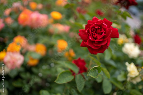 red rose flower. against the background of rose bushes. macro photo on blurry background