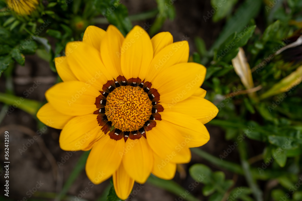 yellow flower macro photo on a background of greenery yellow flower macro photo on a background of greenery