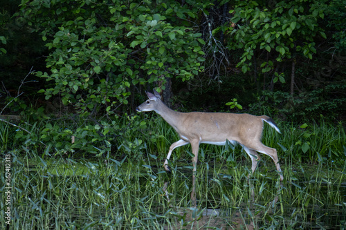 white tailed deer walking in lake grass