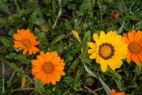 yellow flower in the garden