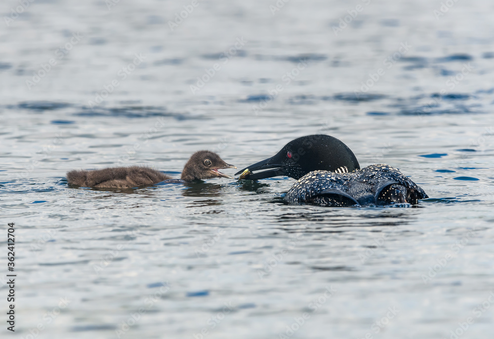 Fototapeta premium Common Loon Feeding her Chick