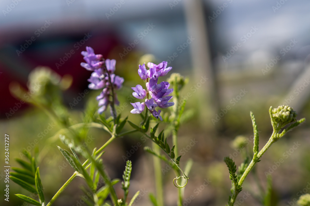 Macro photo of a light purple flower outdoors Macro photo of a light purple flower outdoors