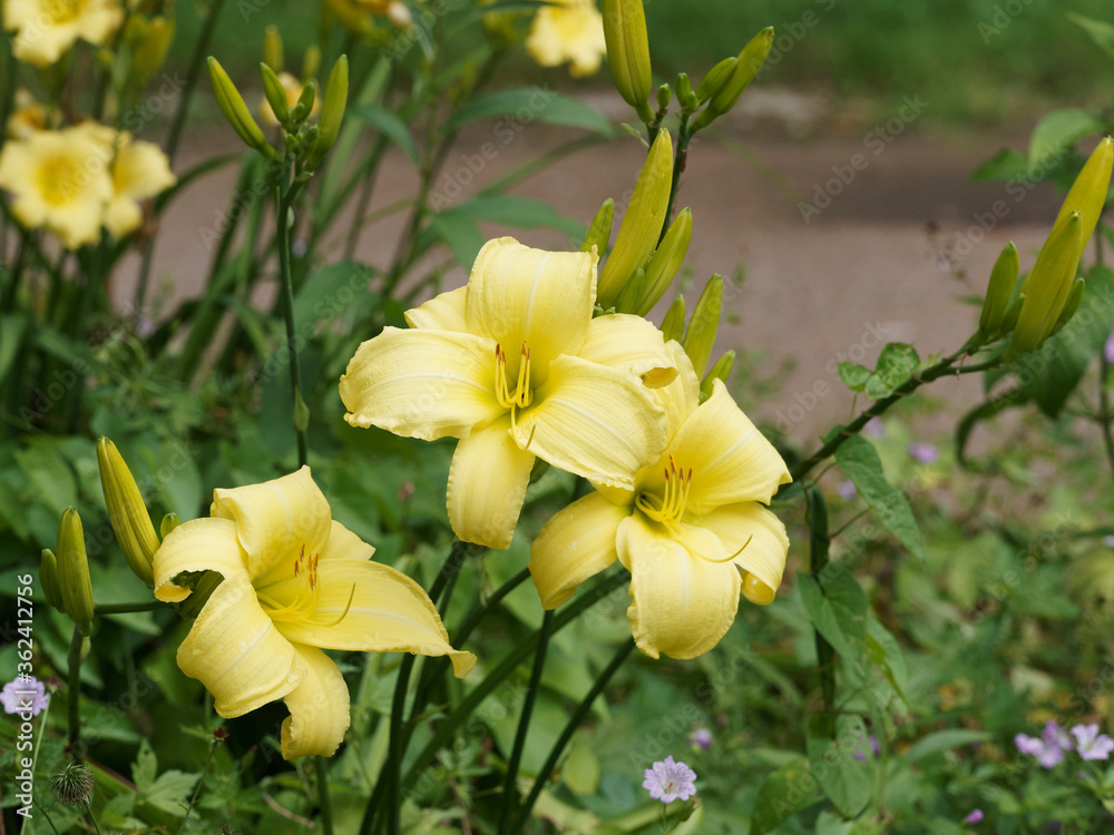 Hemerocallis hybride | Hémérocalles ou Lis d'un Jour aux pétales ondulées jaune citron, coeur vert et feuillage élégant Hemerocallis hybride | Hémérocalles ou Lis d'un Jour aux pétales ondulées jaune citron, coeur vert et feuillage élégant