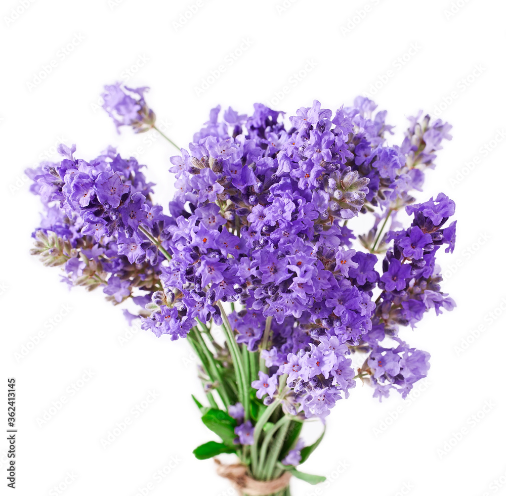 Fototapeta Bouquet of lavender flowers isolated on a white background.