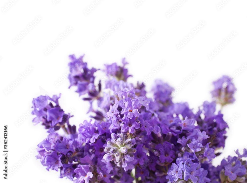 Bouquet of lavender flowers isolated on a white background. Bouquet of lavender flowers isolated on a white background.