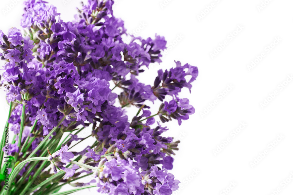 Bouquet of lavender flowers isolated on a white background. Bouquet of lavender flowers isolated on a white background.