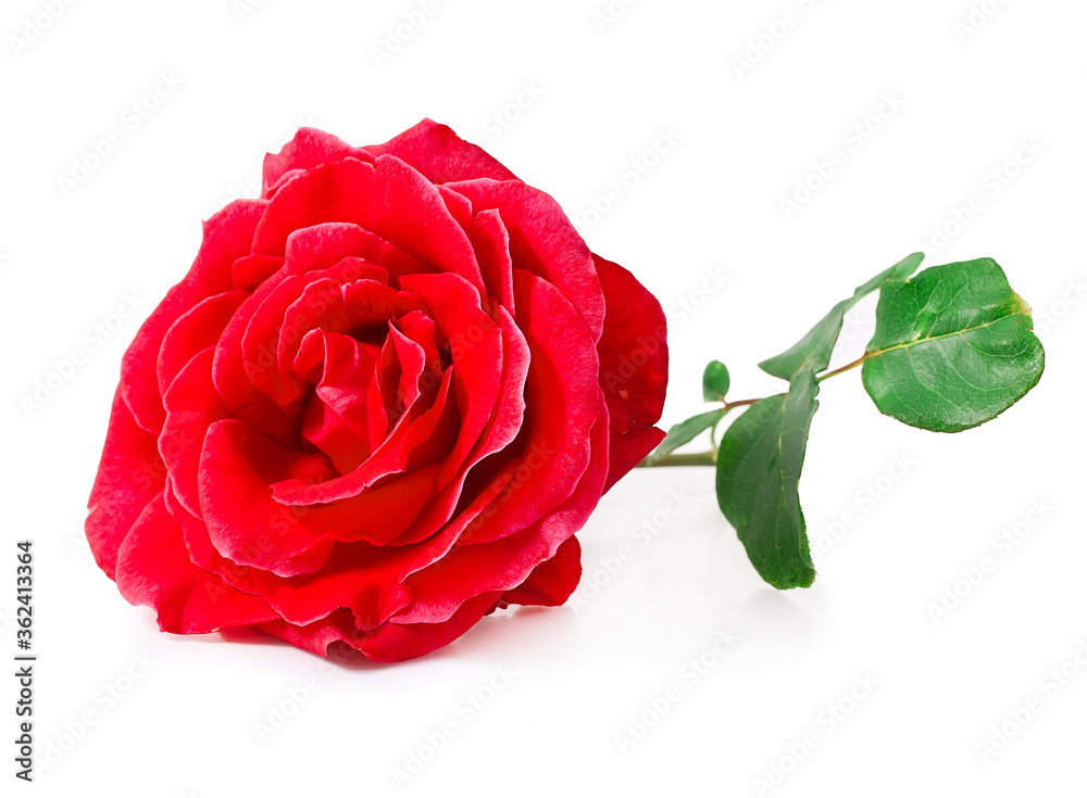 Naklejka premium Red rose flower isolated on a white background.