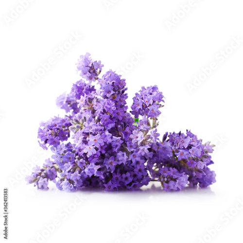 Bouquet of lavender flowers isolated on a white background.