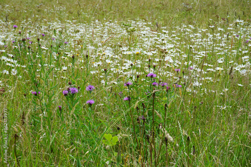 Eine Wildblumenwiese im Juni mit weiß und lila blühenden Blumen - A wildflower meadow in June with white and purple blooming flowers Eine Wildblumenwiese im Juni mit weiß und lila blühenden Blumen - A wildflower meadow in June with white and purple blooming flowers