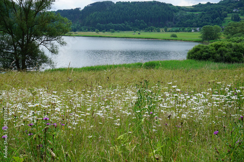 Blick über eine Wildblumenwiese auf das Meerfelder Maar in der Vulkaneifel in Rheinland-Pfalz - View across a wildflower meadow to the Meerfelder Maar in the Vulkaneifel in Rhineland-Palatinate